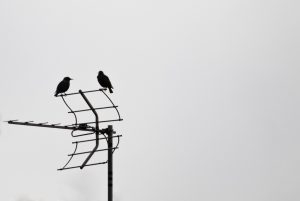 Lee más sobre el artículo ¿Por qué no sintonizo canales de la TV? ¿Problemas de antena?